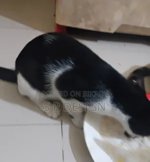 3-6 Months Female Mixed Breed Bengal