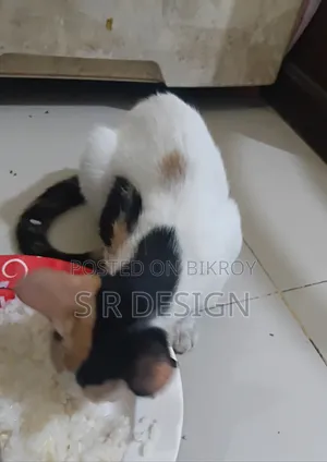 3-6 Months Female Mixed Breed Bengal