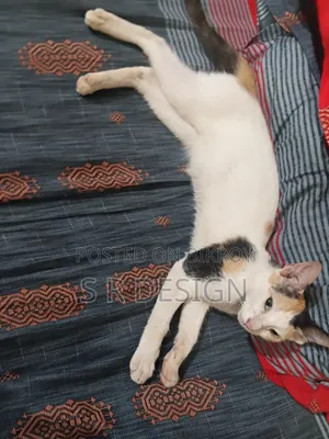 3-6 Months Female Mixed Breed Bengal