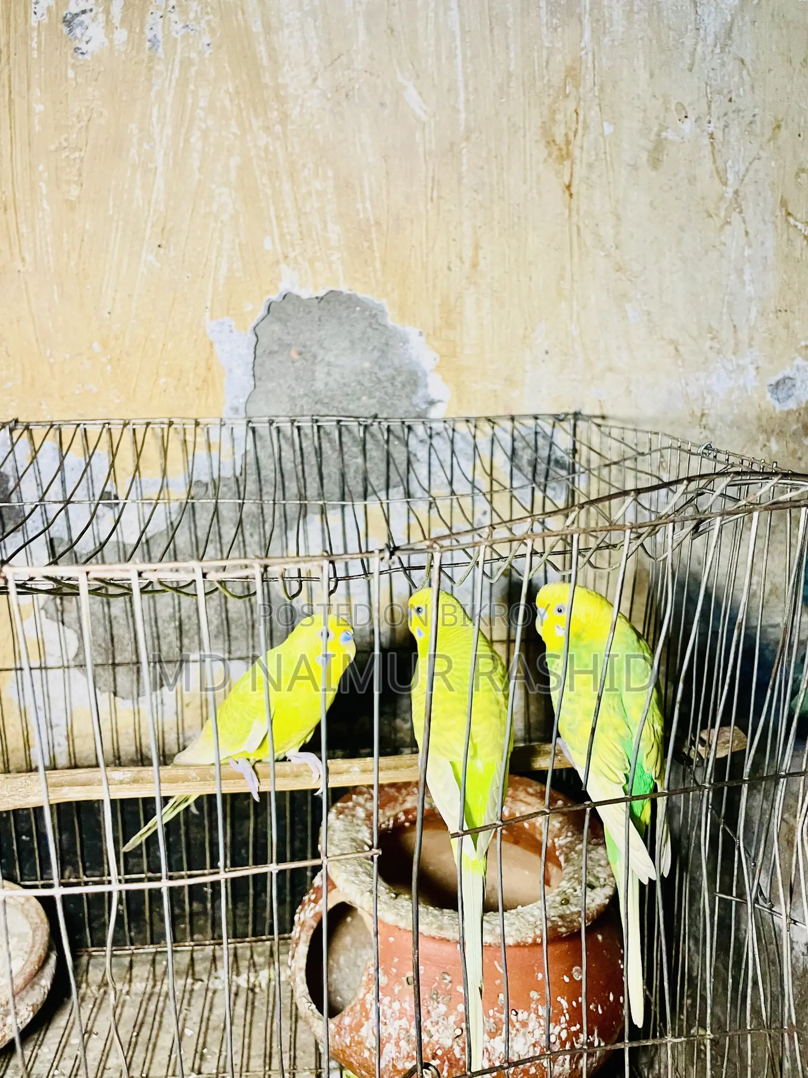 বাজরিগার পাখি বিক্রি