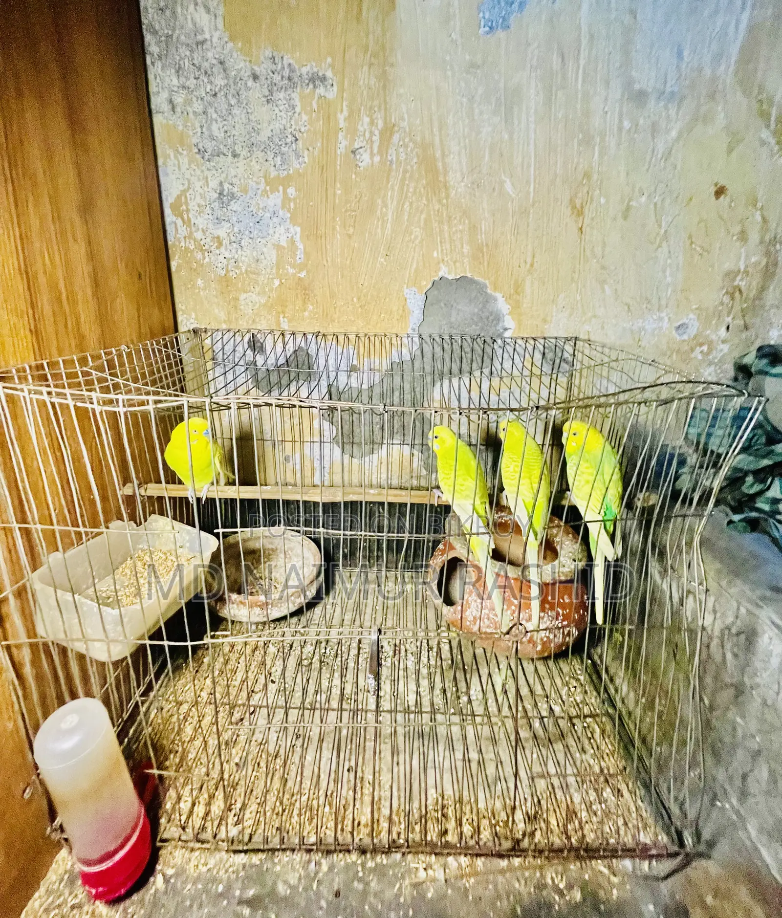 বাজরিগার পাখি বিক্রি