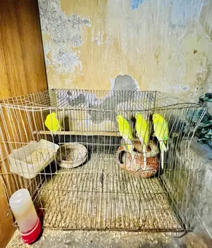 বাজরিগার পাখি বিক্রি