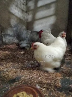 সৌখিন মুরগি। এক সেট কোচিন মুরগি বিক্রি হবে