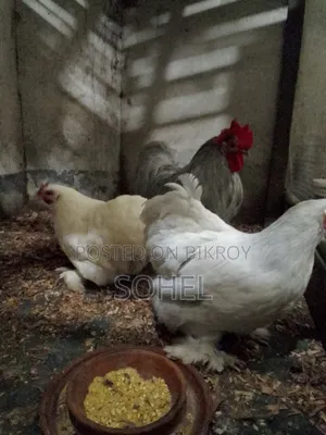 সৌখিন মুরগি। এক সেট কোচিন মুরগি বিক্রি হবে
