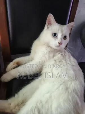৬-১২ মাসের পুরুষ খাঁটি জাতের রাগডল