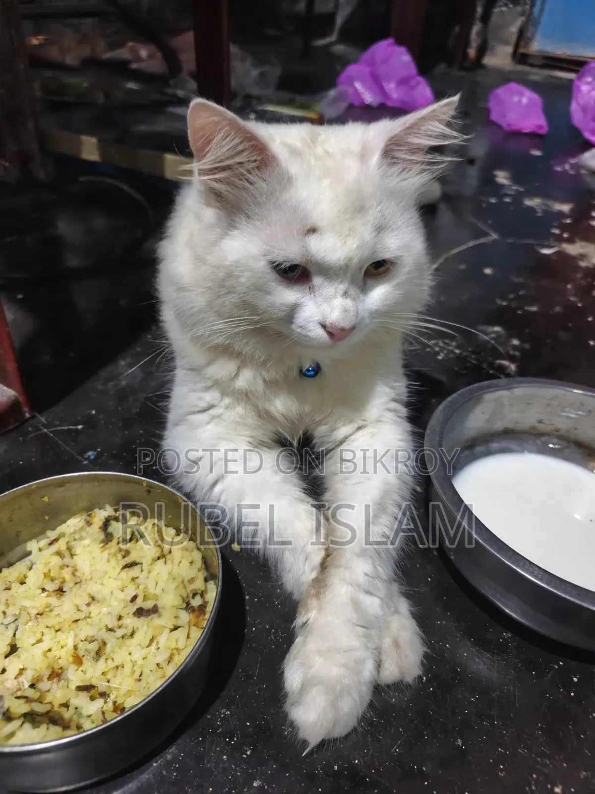 6-12 Months Male Purebred Ragdoll
