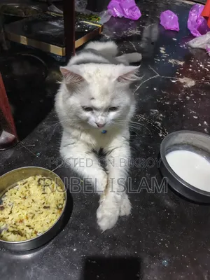 6-12 Months Male Purebred Ragdoll