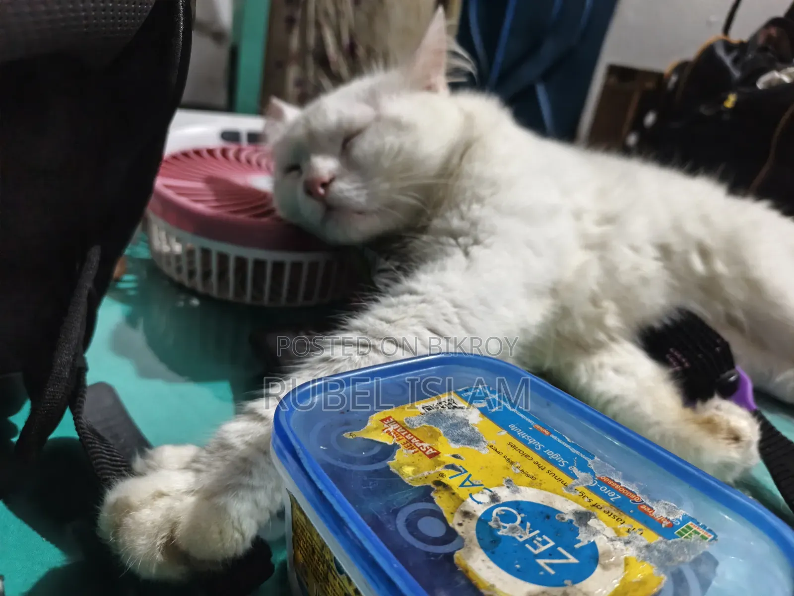 6-12 Months Male Purebred Ragdoll