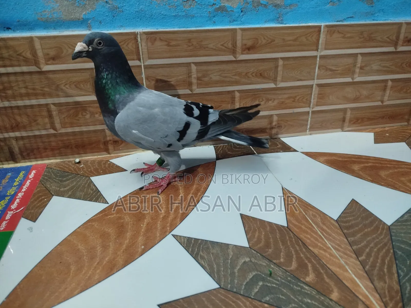 Racer Male Pigeon