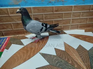 Racer Male Pigeon