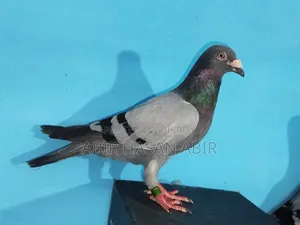 Racer Male Pigeon
