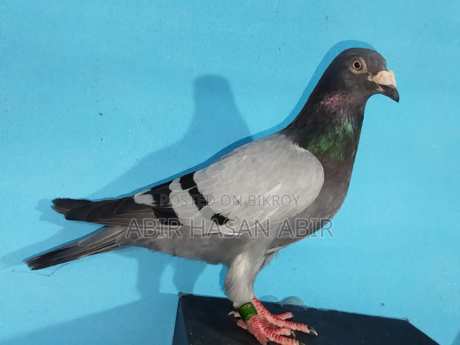 Racer Male Pigeon
