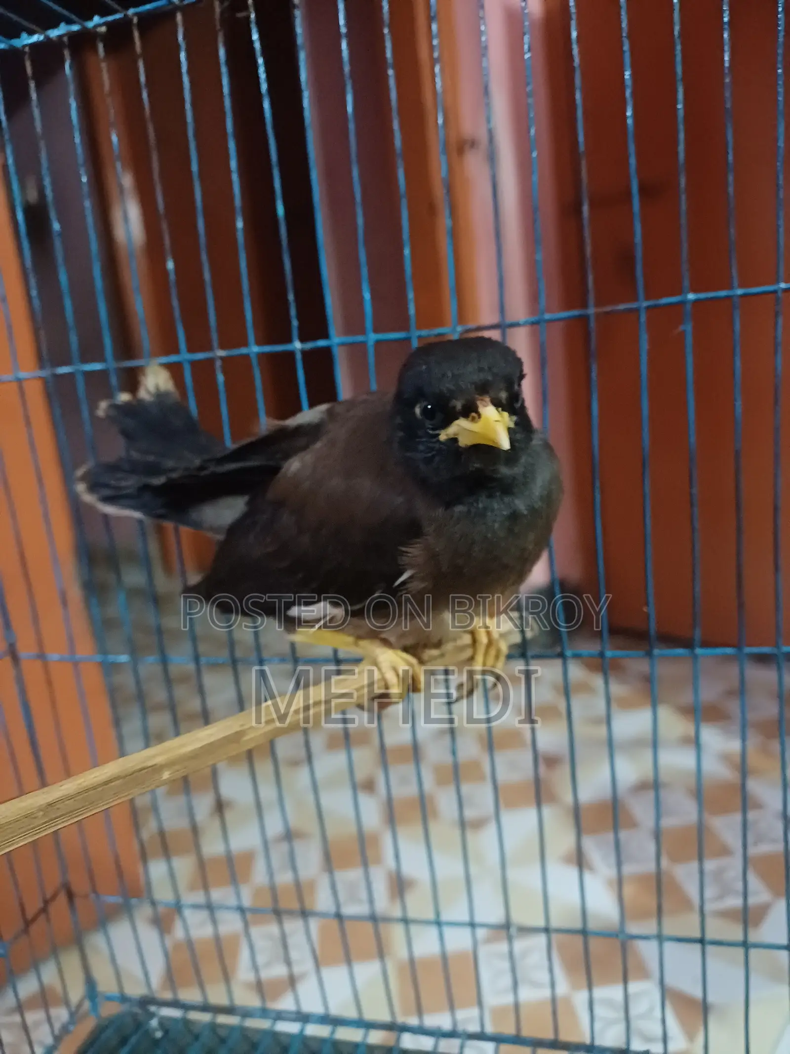 শালিক পাখি৷