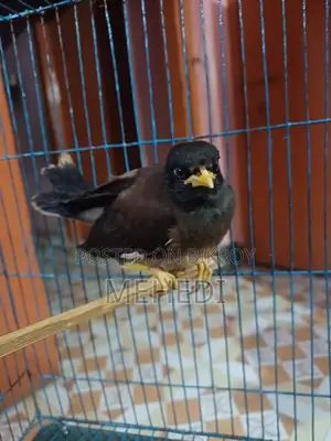 শালিক পাখি৷