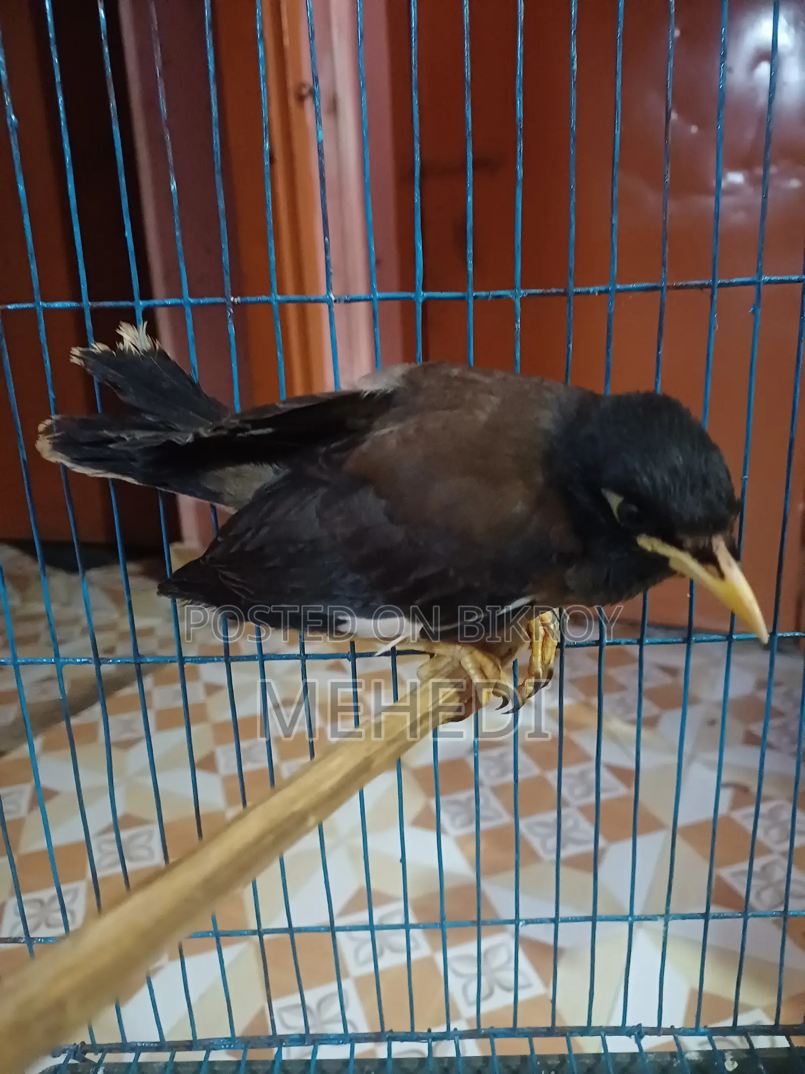 শালিক পাখি৷