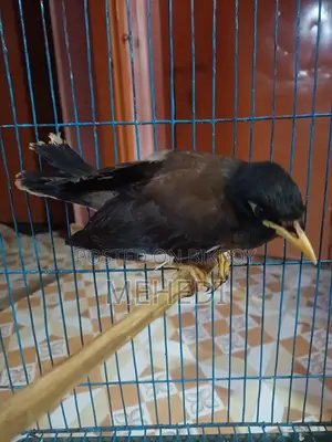 শালিক পাখি৷