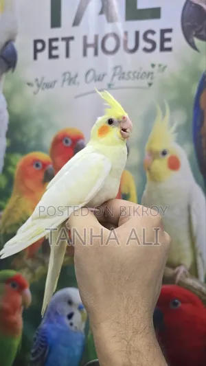 Cockatiel Lutino