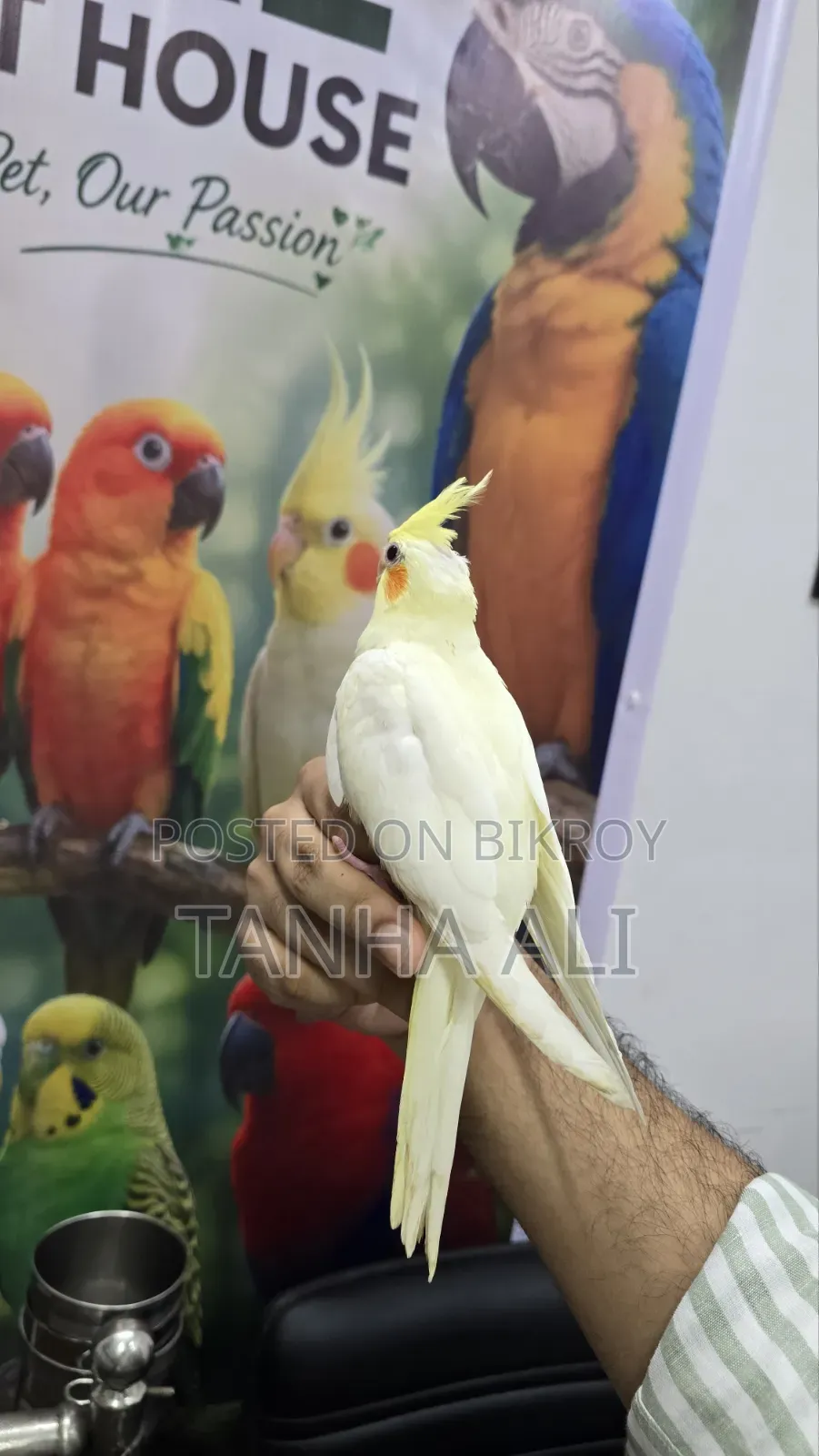 Cockatiel Lutino