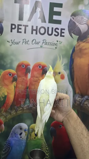 Cockatiel Lutino
