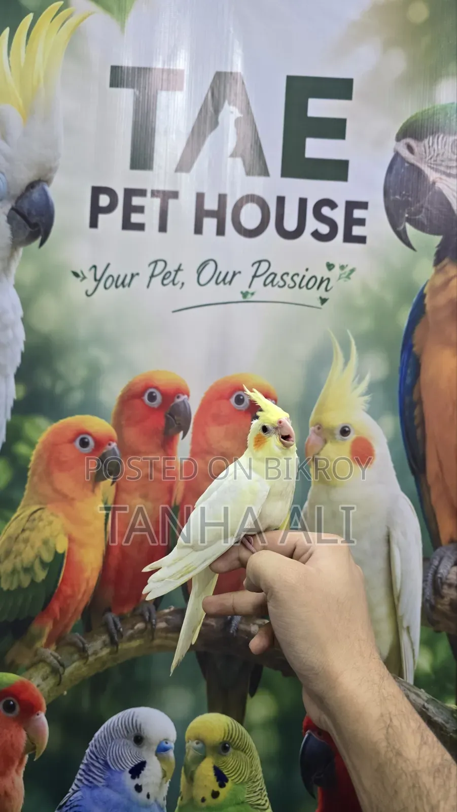 Cockatiel Lutino
