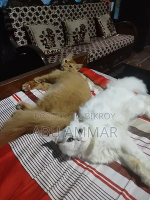 ৬-১২ মাসের ফিমেল পিউরব্রেড পার্সিয়ান