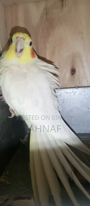 একজোড়া রানিং লুটিনো কোকাটেল বিক্রি হবে।