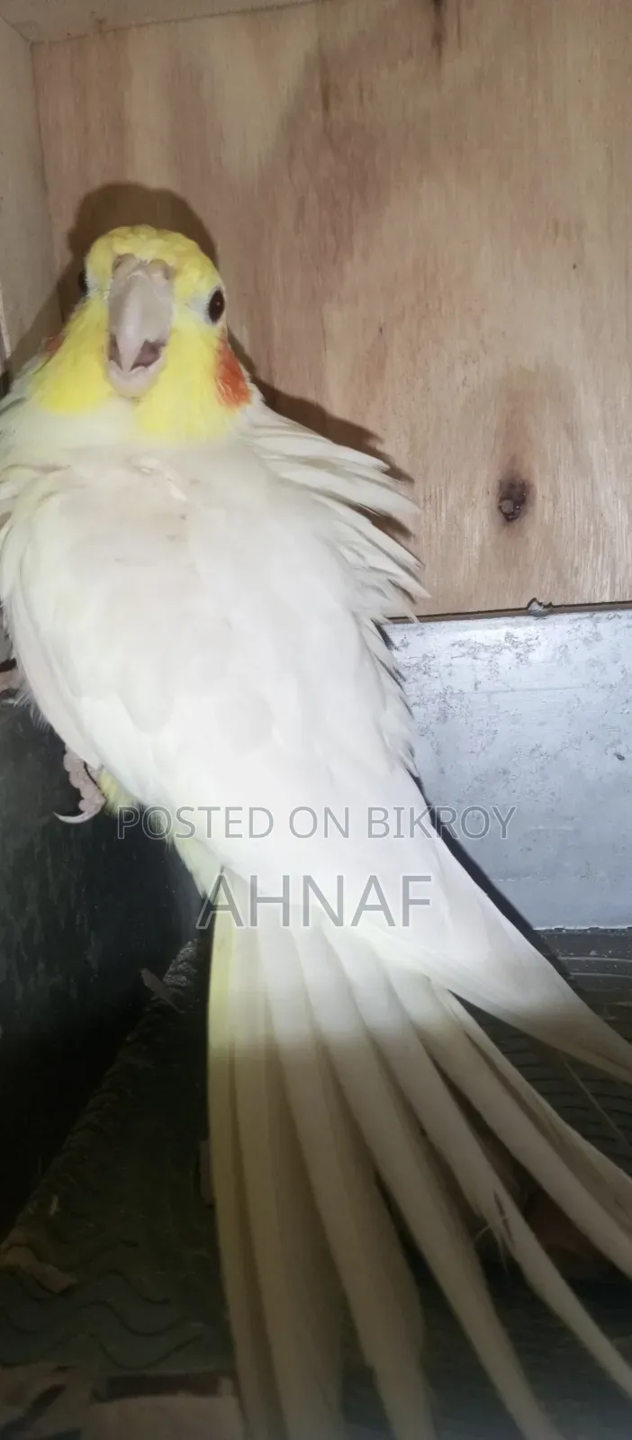 একজোড়া রানিং লুটিনো কোকাটেল বিক্রি হবে।
