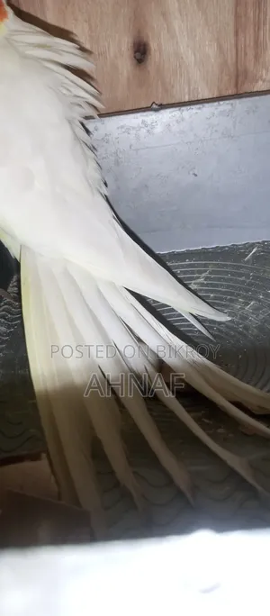 একজোড়া রানিং লুটিনো কোকাটেল বিক্রি হবে।