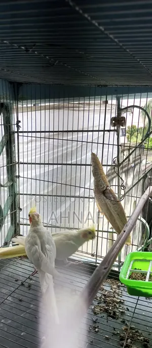 একজোড়া রানিং লুটিনো কোকাটেল বিক্রি হবে।