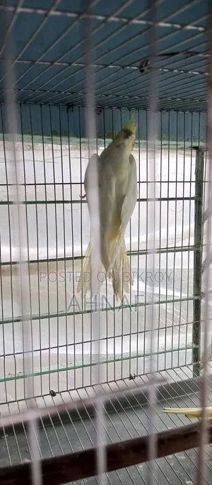 একজোড়া রানিং লুটিনো কোকাটেল বিক্রি হবে।