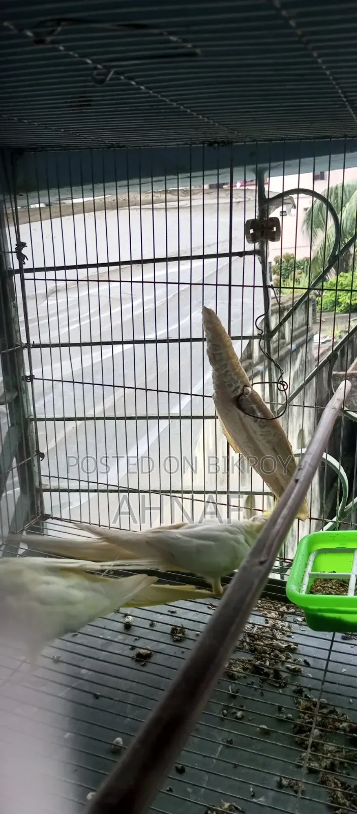 একজোড়া রানিং লুটিনো কোকাটেল বিক্রি হবে।