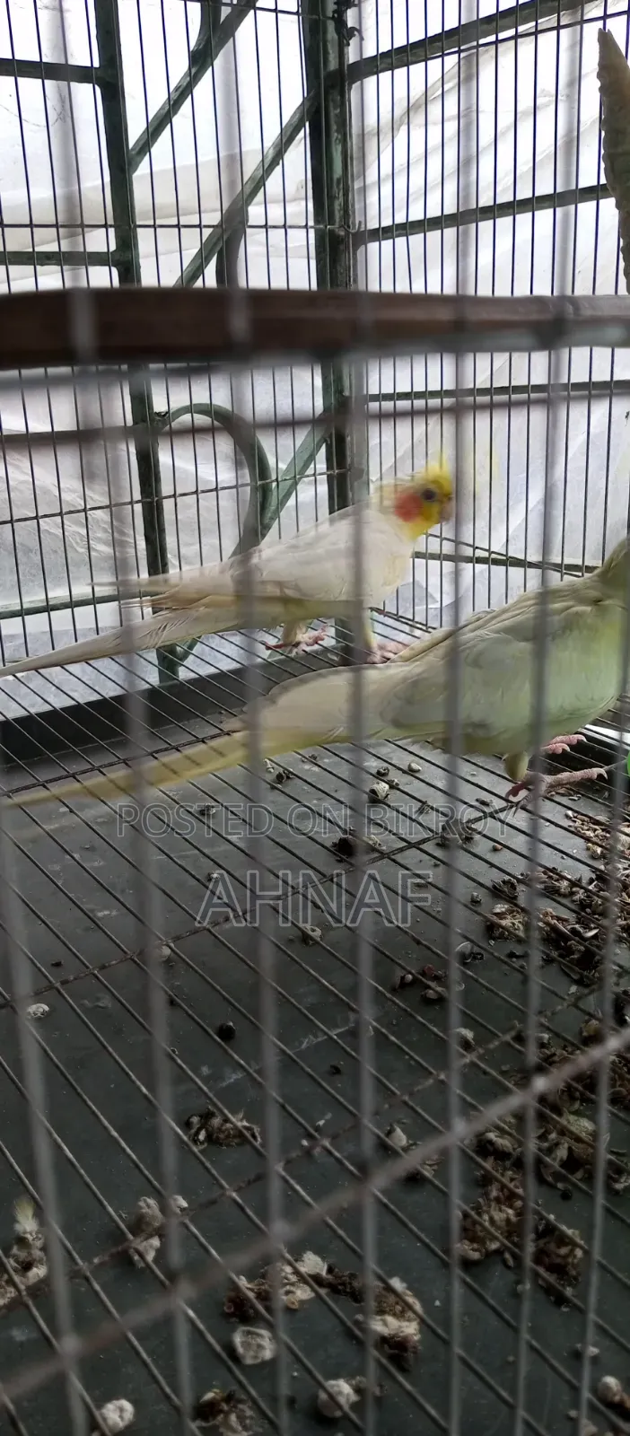 একজোড়া রানিং লুটিনো কোকাটেল বিক্রি হবে।
