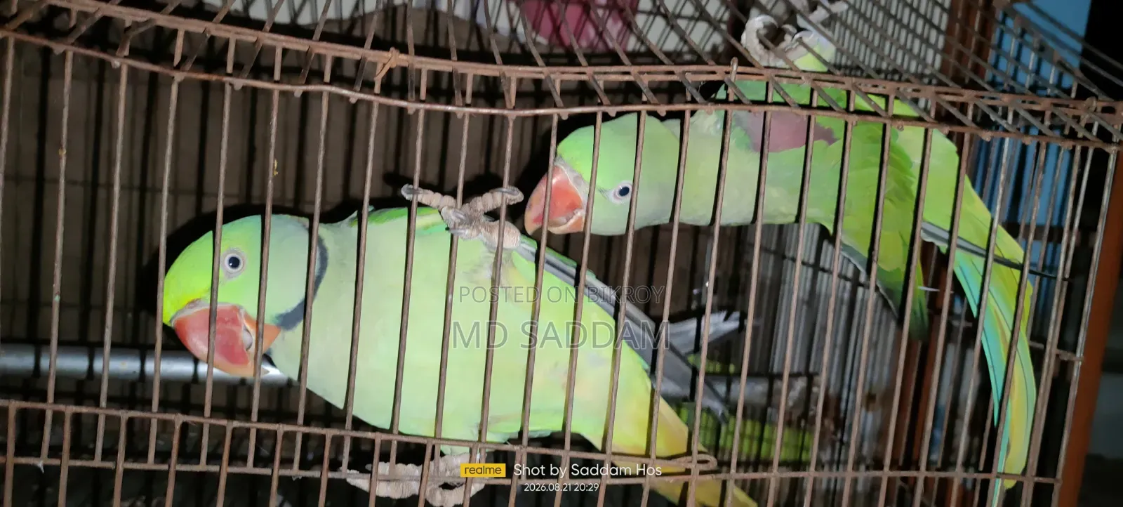 Chandana Parakeet