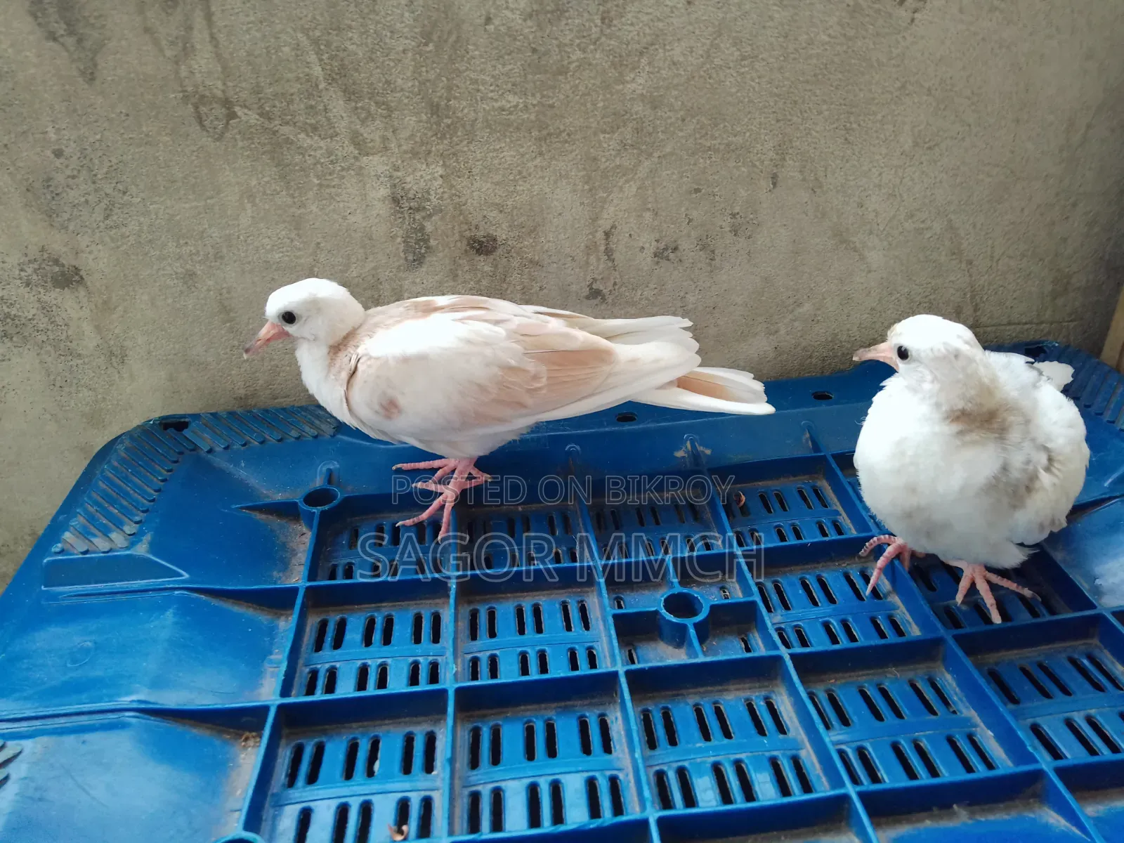 Australian Dove