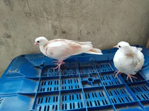 Australian Dove