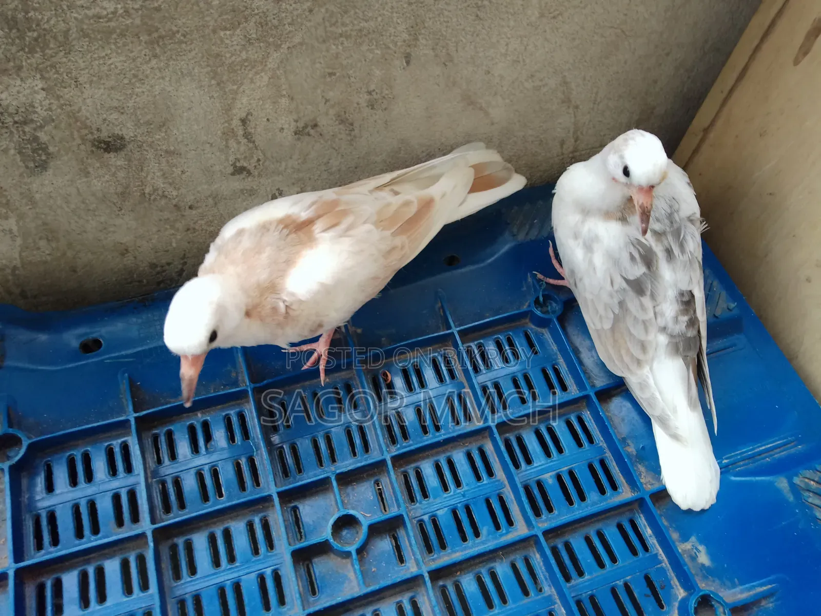 Australian Dove