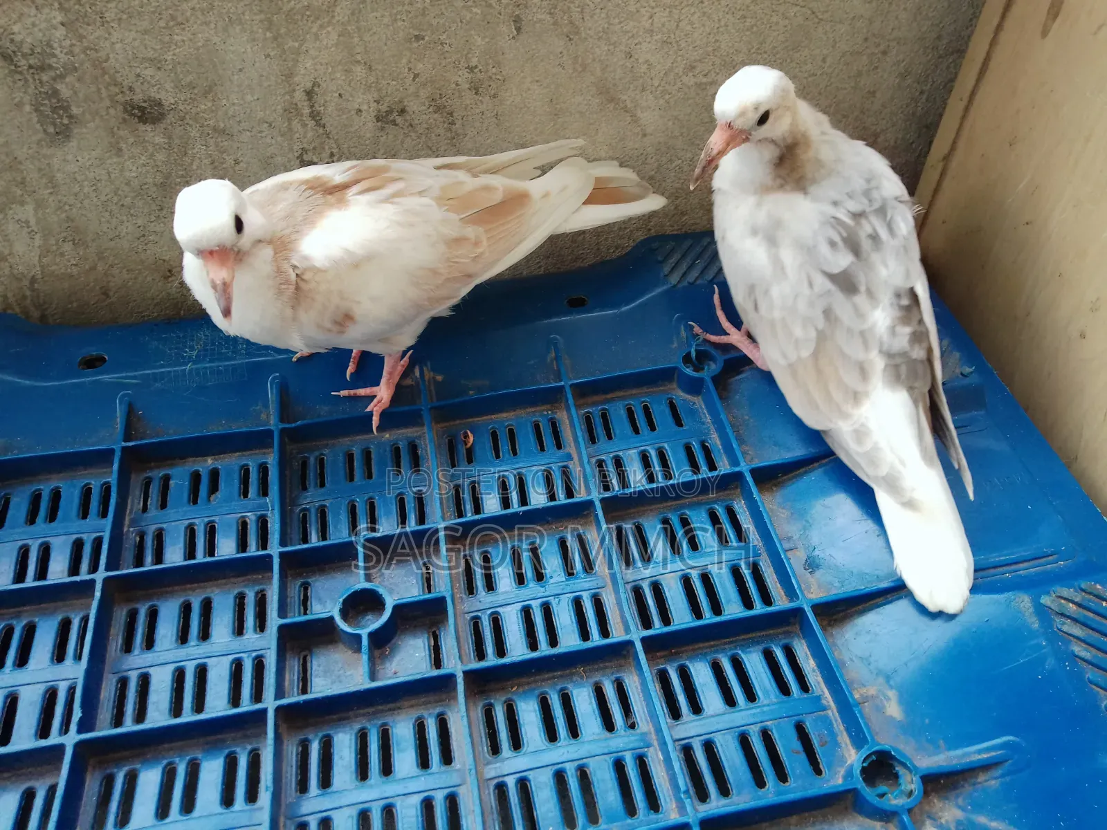 Australian Dove