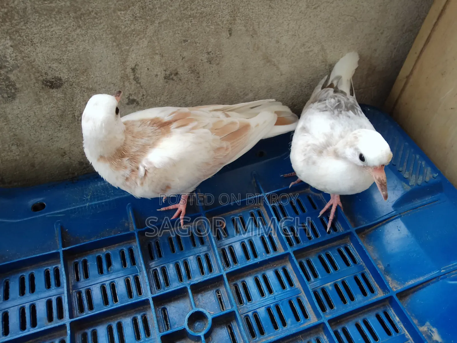 Australian Dove