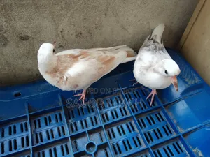 Australian Dove