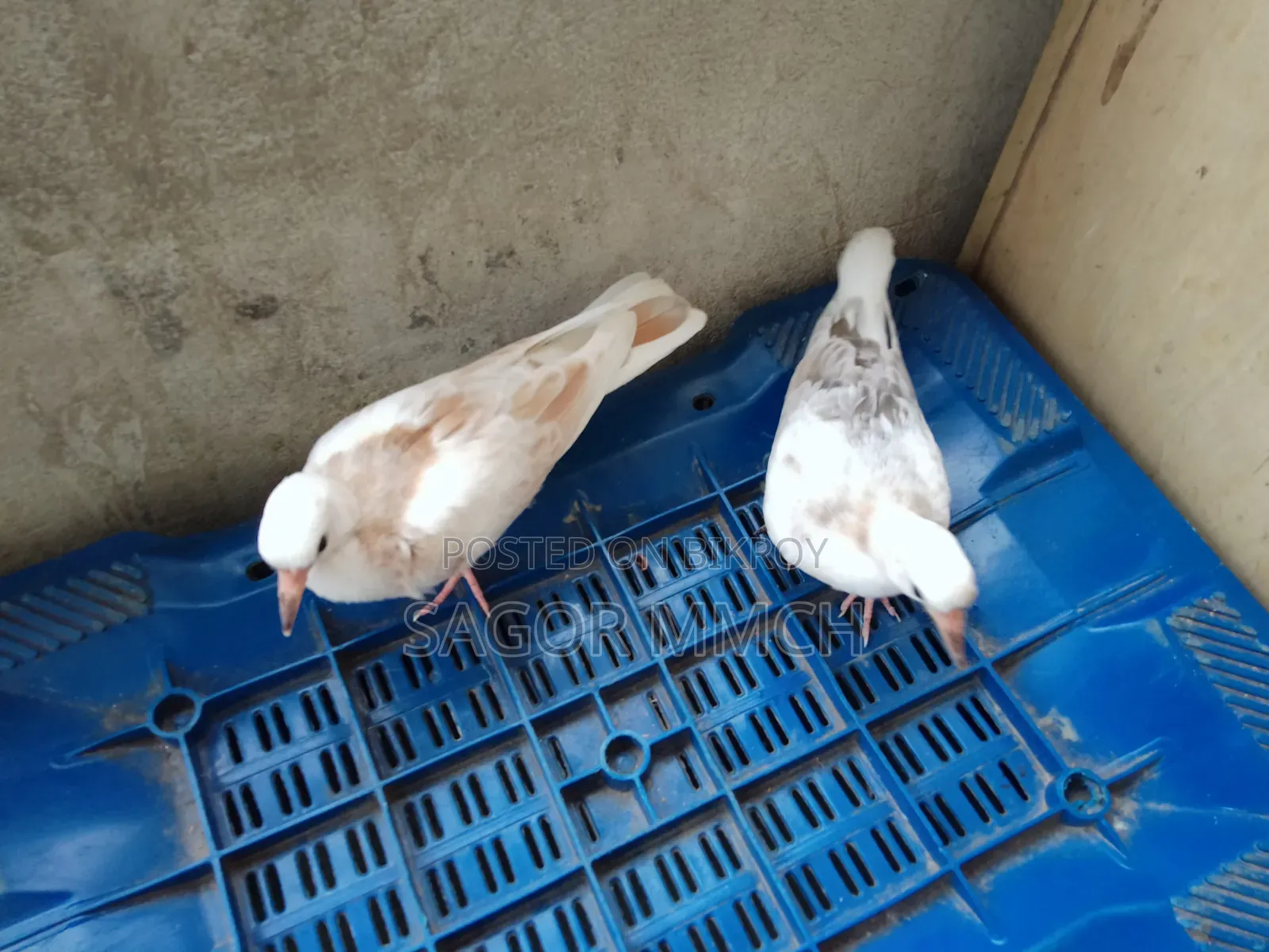 Australian Dove
