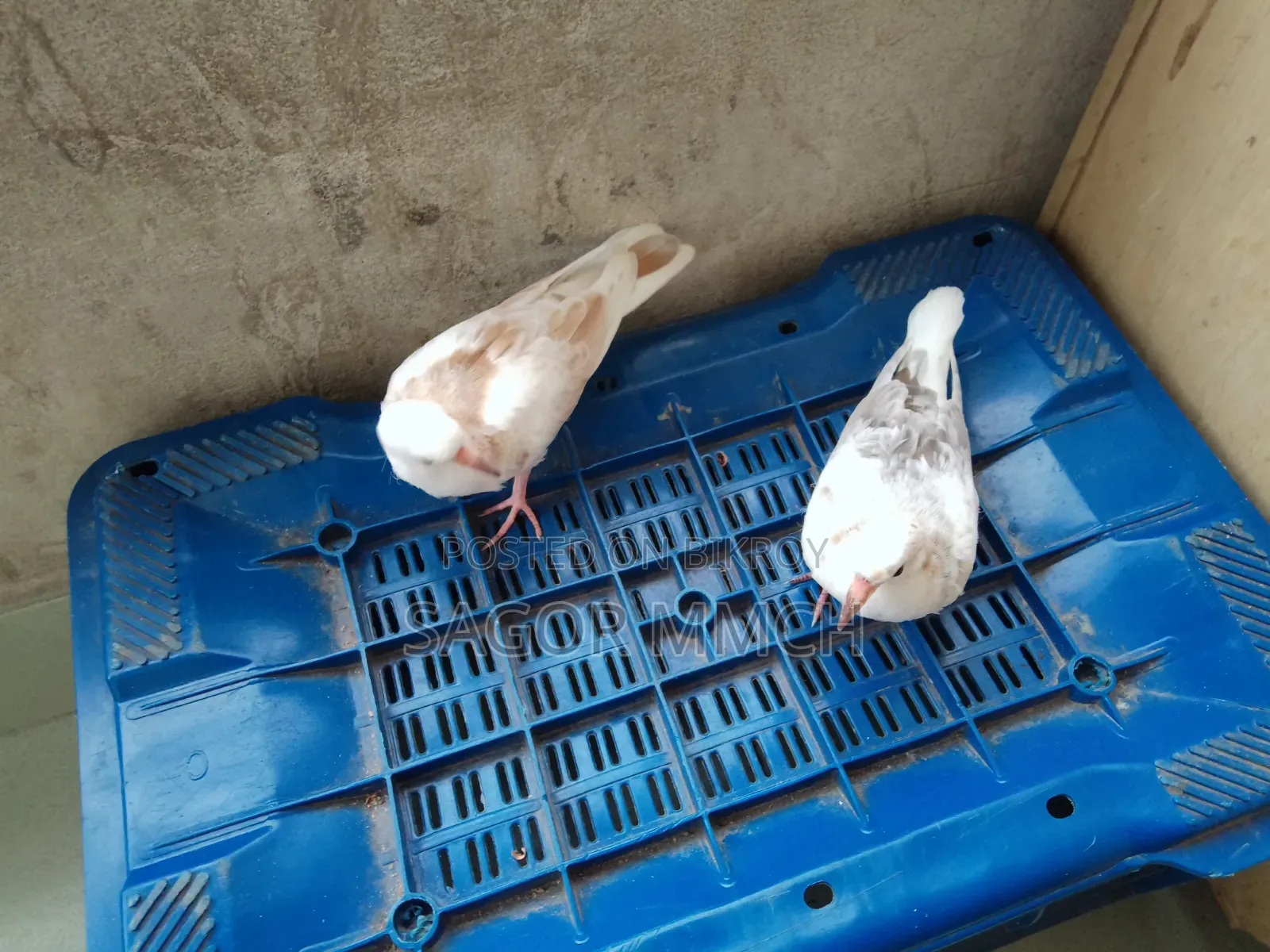Australian Dove