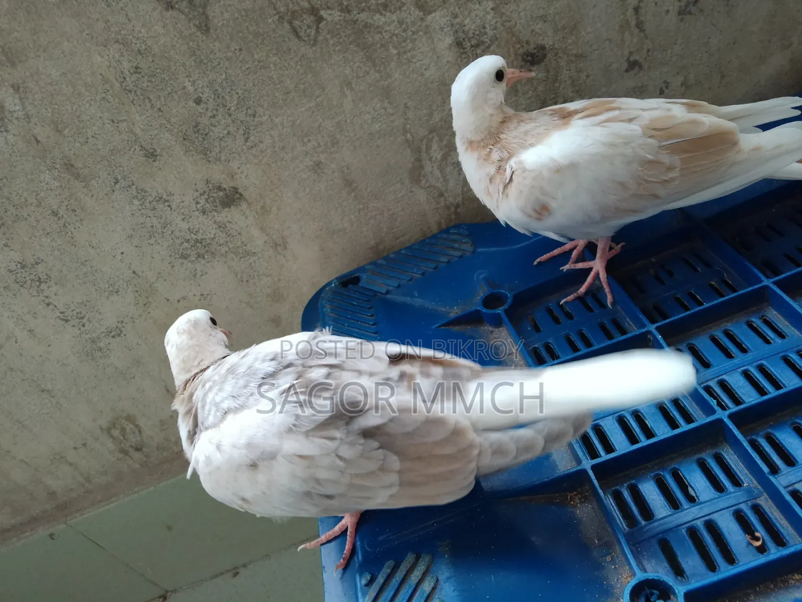 Australian Dove