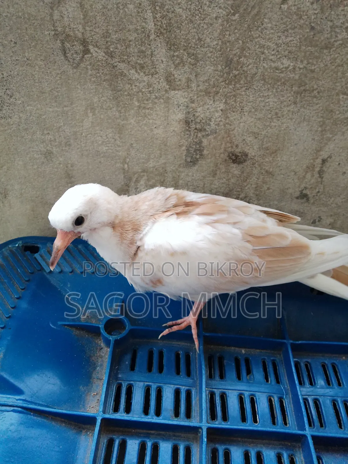 Australian Dove