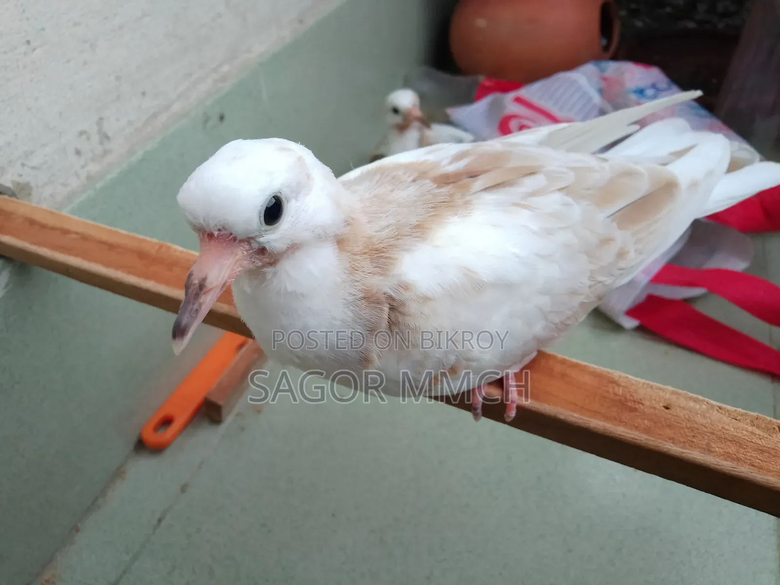 Australian Dove