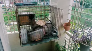 পাখির খাঁচা
