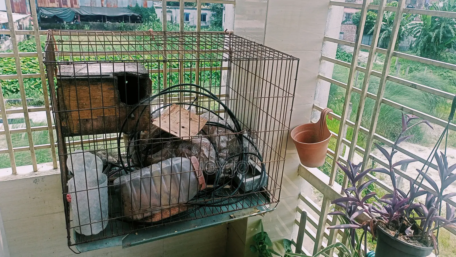 পাখির খাঁচা
