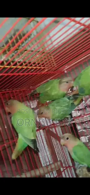গ্রীন অপালাইন লাভবার্ডস ৫ পিস