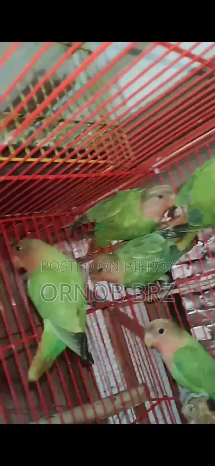 গ্রীন অপালাইন লাভবার্ডস ৫ পিস
