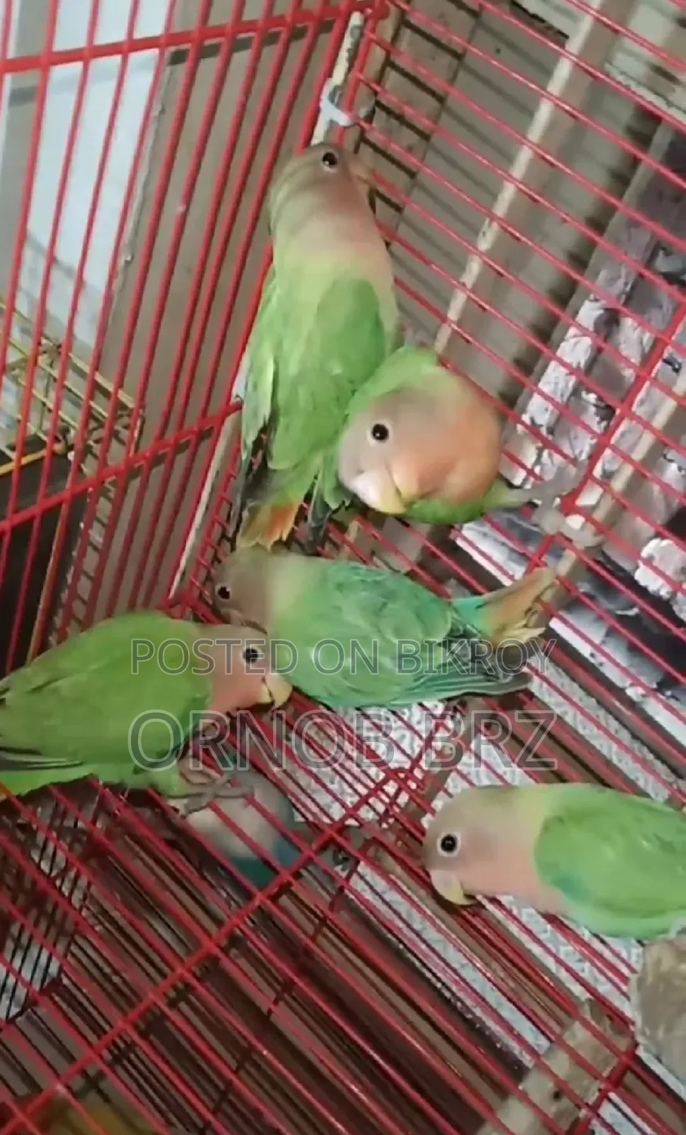 গ্রীন অপালাইন লাভবার্ডস ৫ পিস