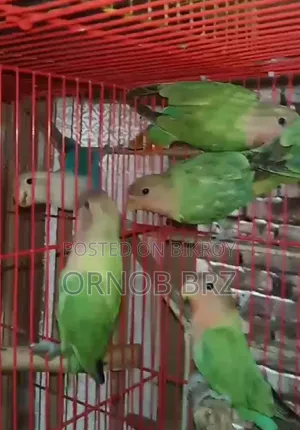 গ্রীন অপালাইন লাভবার্ডস ৫ পিস